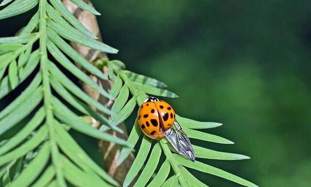 Jak długo można nosić przedłużone rzęsy?
