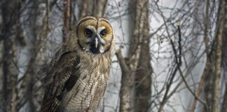 Ile kosztuje zrobienie hybrydy na paznokciach?