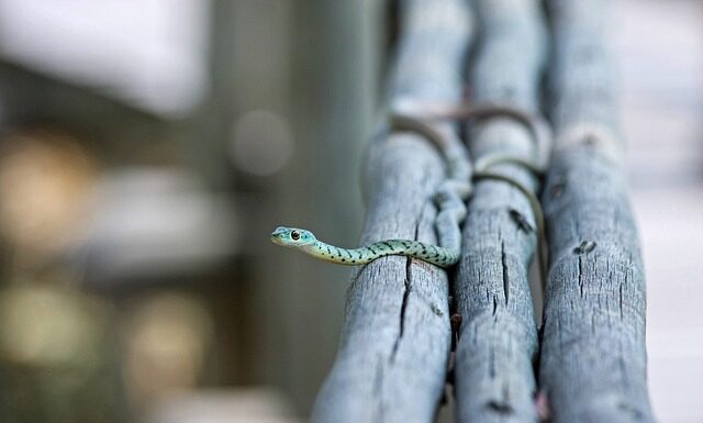 Co to jest linia biała w depilacji?