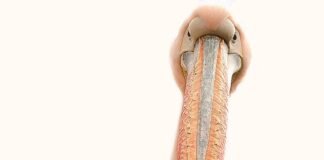 Dlaczego żel odchodzi od płytki paznokcia?