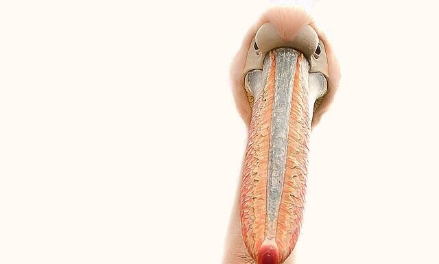 Dlaczego żel odchodzi od płytki paznokcia? Dlaczego żel odchodzi od płytki paznokcia?