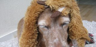 Jak założyć perukę żeby nie spadla?