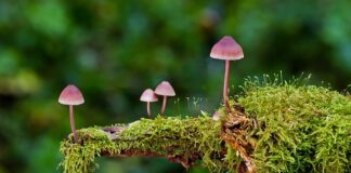 Jakie są rodzaje manicure?