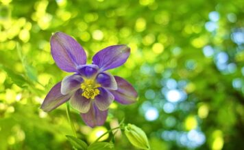 Czy czepek powinien zakrywać uszy?