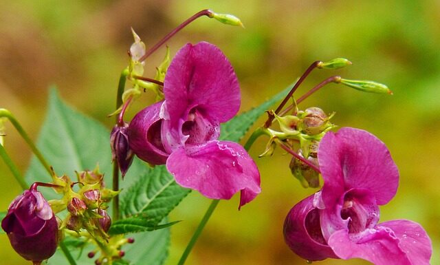 Jak nakładać balsam brązujący na twarz?
