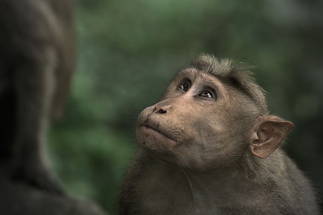 Jak dobrze wyglądać w czepku? Jak dobrze wyglądać w czepku?