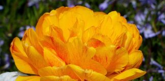 Czym Cieniujemy twarz?