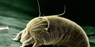 Jak wyglądają usta zaraz po powiększeniu?