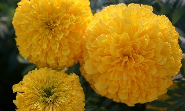 Czy Essence jest w Hebe?