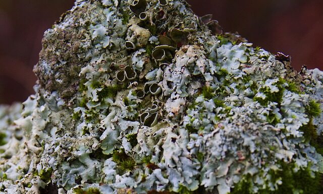 Dlaczego mam krosty po goleniu? Dlaczego mam krosty po goleniu?