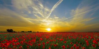 Jak usunąć czerwone kropki po goleniu?