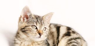 Jak przykleić paski na wrastające paznokcie?