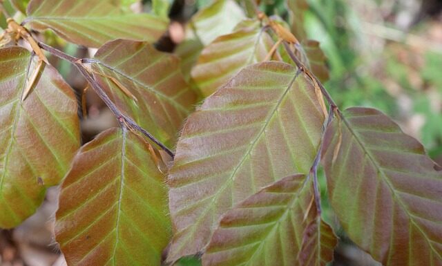 Jaką długość włosków do depilacji laserowej?
