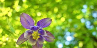 Gdzie można kupić czepek?