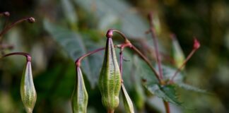 Kiedy używać balsamu?