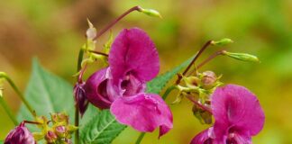 Czy balsam brązujący można stosować na twarz?