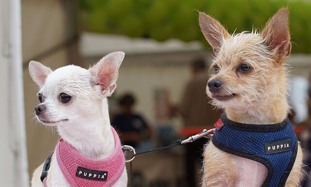 Jak zrezygnować z hybrydy? Jak zrezygnować z hybrydy?