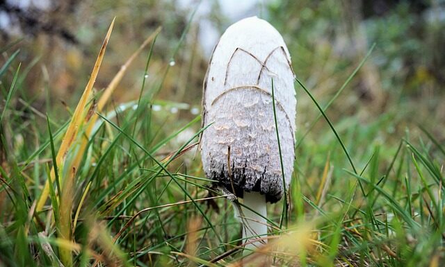 W jakim sklepie można kupić brzytwę?