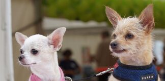 Ile bierzecie za hybrydy w domu?